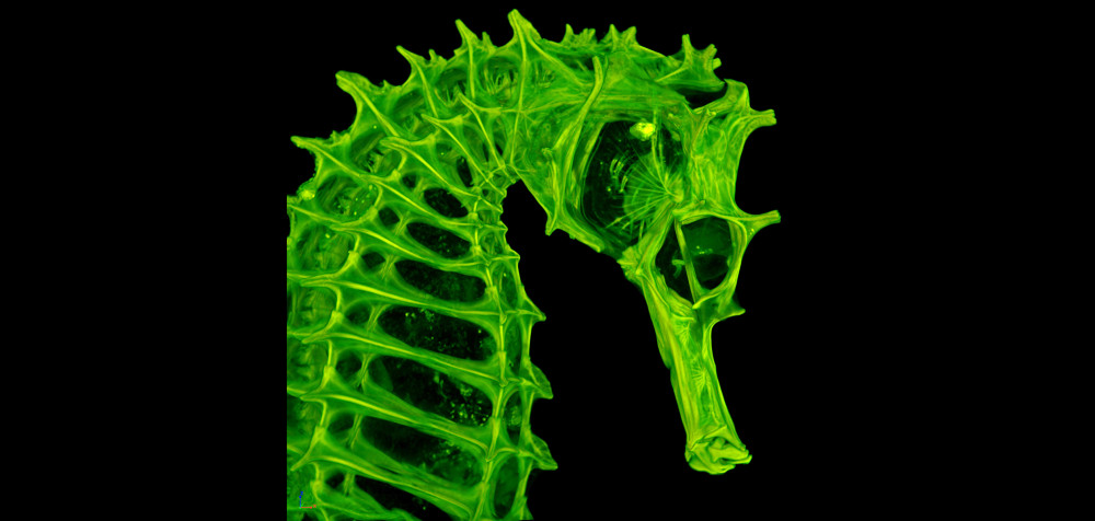 Bild von Kieferstrukturen eines Seepferdchens für die Entwicklung bionischer Greifinstrumente.
