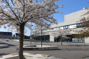 Kirschbaumblüte auf dem Campus Lippstadt