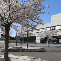Kirschbaumblüte auf dem Campus Lippstadt